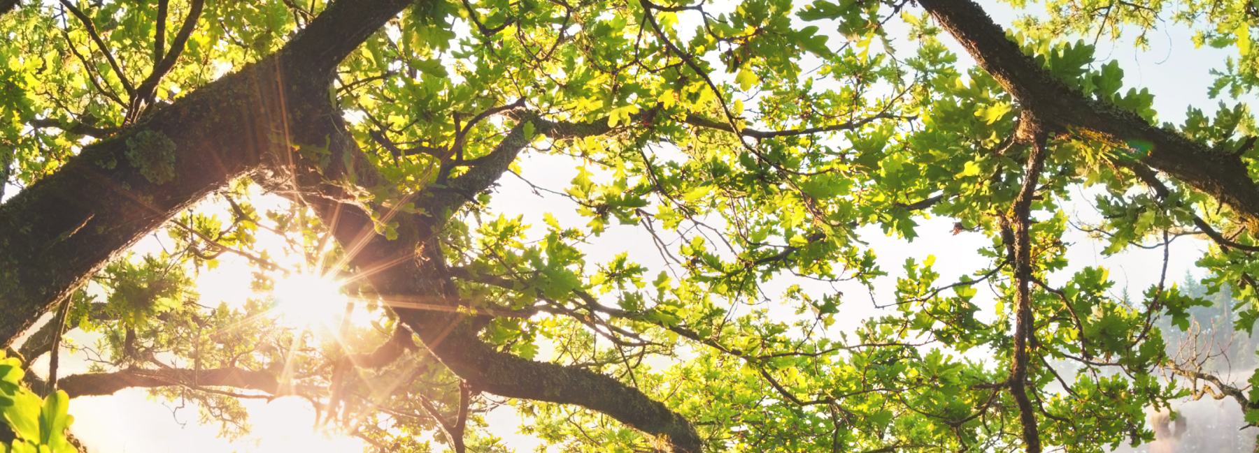 Sunlight filters through the branches and green leaves of a tree, creating a bright and serene atmosphere.