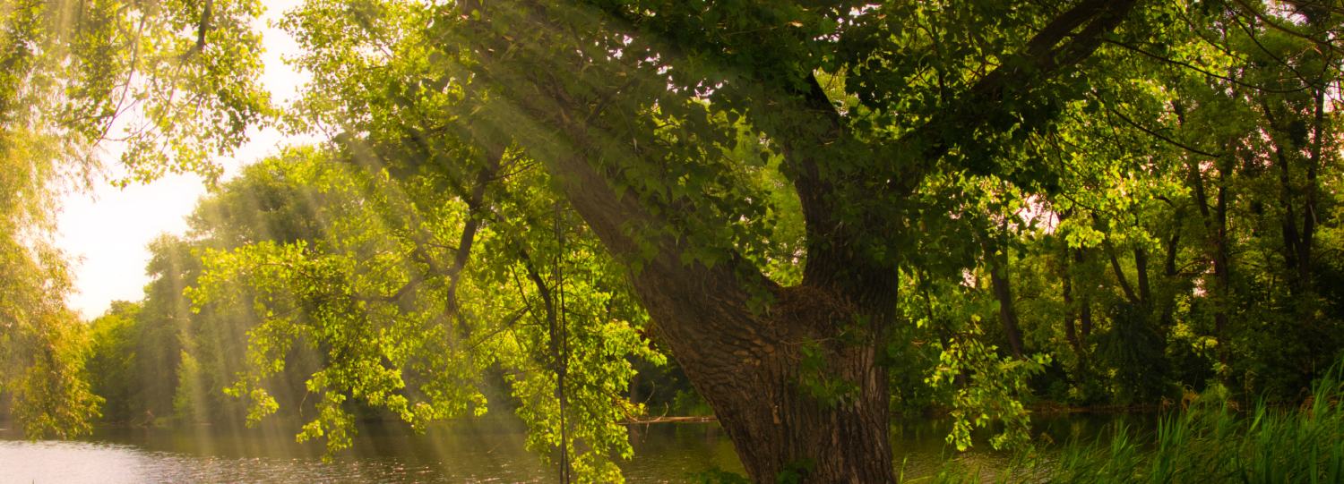 Sunlight filters through the branches of a large tree by a peaceful river, surrounded by lush greenery.