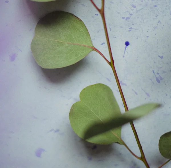 Close-up of eucalyptus leaves in soft natural light