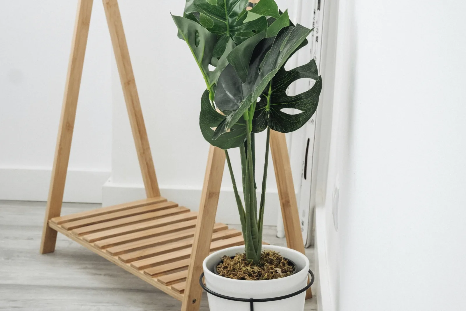 Monstera plant in a white pot in a calm, bright room