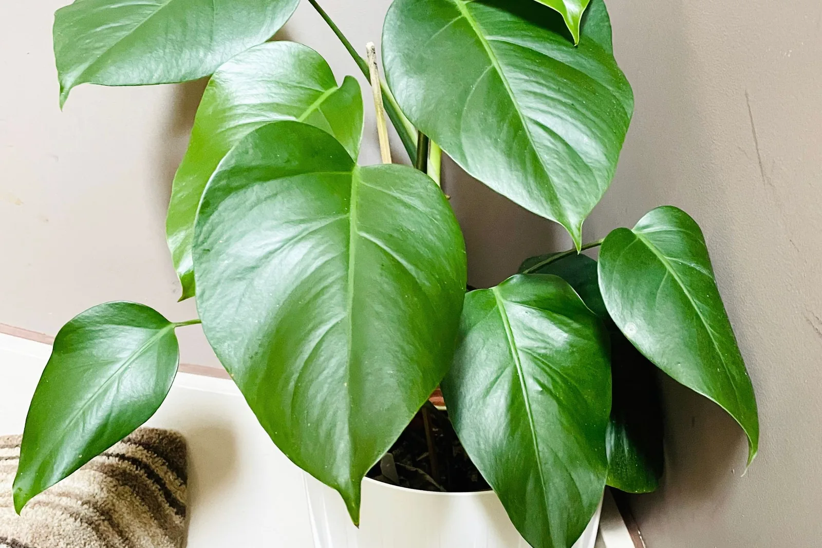Monstera plant in a white pot with soft natural light