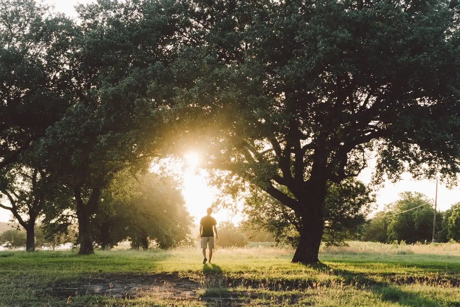 Person walking across a grassy park under trees at sunrise